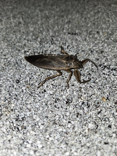 American Giant Water Bug