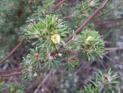 Phyllota pleurandroides