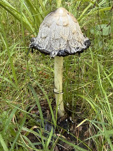 Shaggy Mane