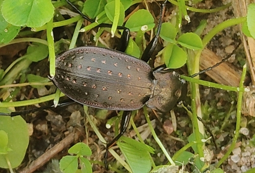 Carabus hortensis