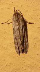 Capusa graodes