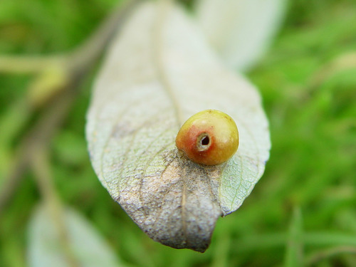 Willow Apple Gall Sawfly photo 5