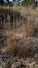 Aristida behriana