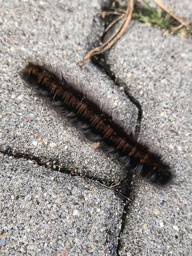 Fox Moth