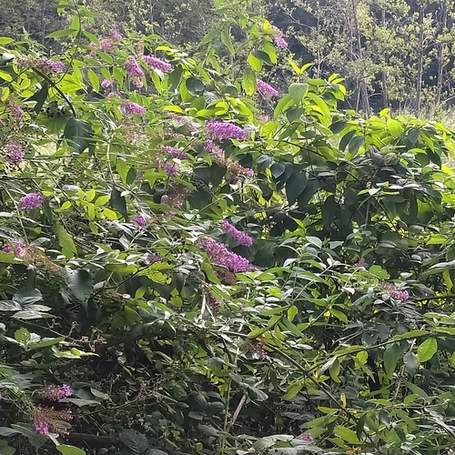 Butterfly bush