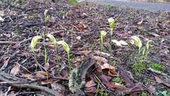 Pterostylis ampliata