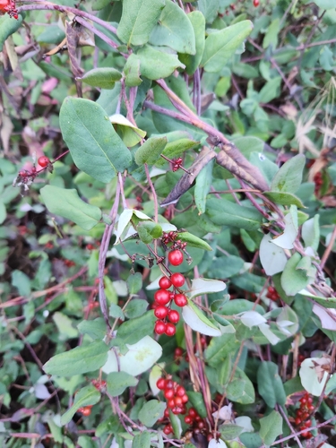 Lonicera hispidula, photograph 2