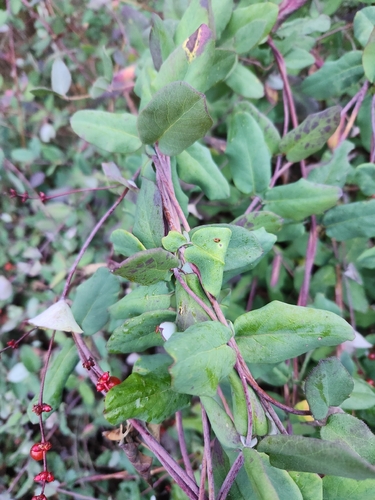 Lonicera hispidula, photograph 3
