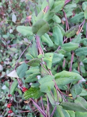 Lonicera hispidula, photograph (c) Jeffrey Lee (he/him/his), some rights reserved (CC BY)
