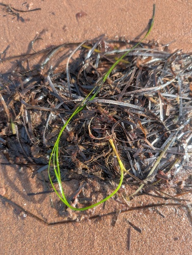 Eelgrass