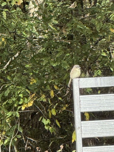 Eastern Phoebe