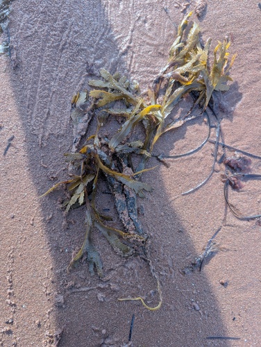 Saw Wrack