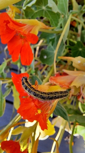 Large White
