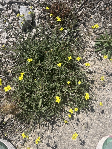Perennial Wall-rocket
