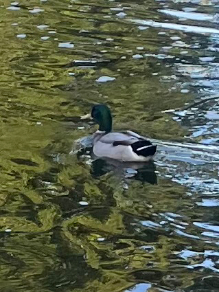 Mallard