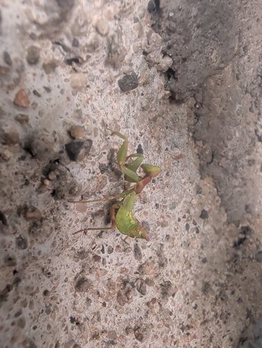 European Dwarf Mantis