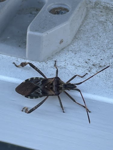 Western Conifer Seed Bug