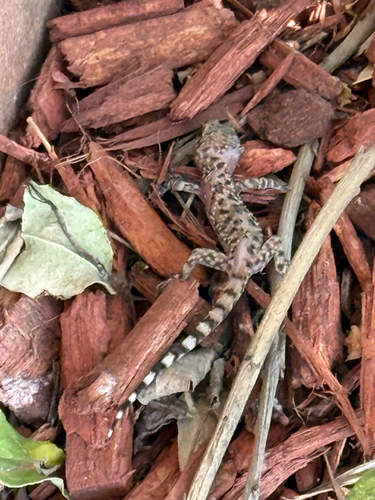 Mediterranean House Gecko