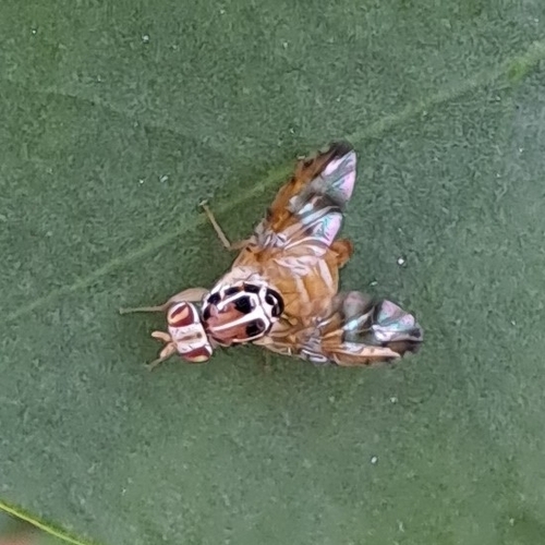 Caper Fly