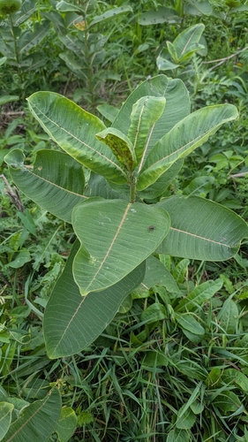 common milkweed