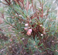 Brachyloma ericoides