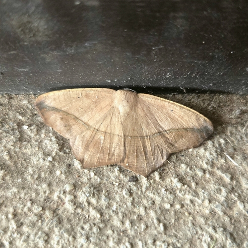 Large Maple Spanworm Moth