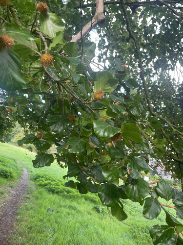 European beech