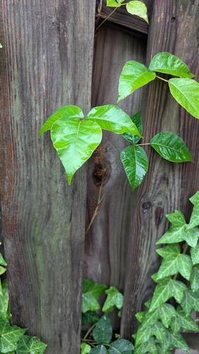 eastern poison ivy