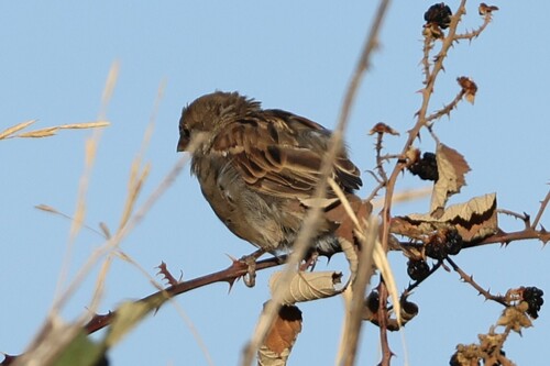 House Sparrow