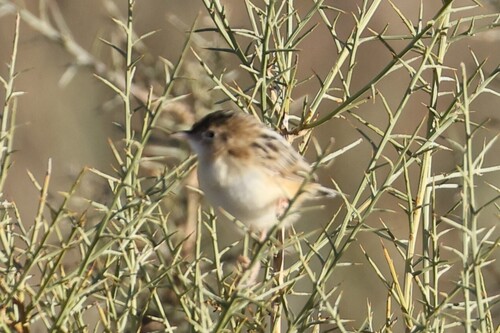 Zitting Cisticola