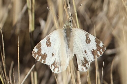 Bath White
