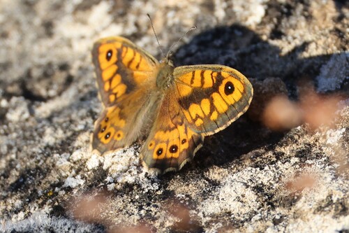 Wall Brown