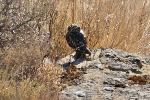 Little Owl