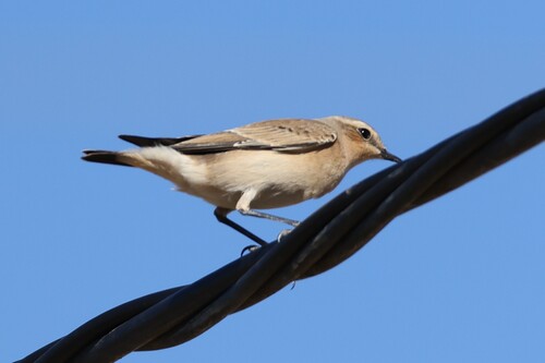 Northern Wheatear