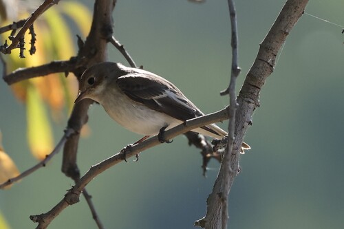 European Pied Flycatcher