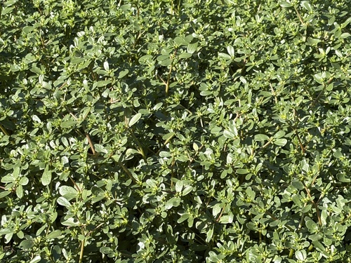 Common Purslane