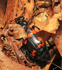 Nicrophorus maculifrons