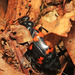 Nicrophorus maculifrons - Photo (c) V.S. Volkotrub, some rights reserved (CC BY-NC), uploaded by V.S. Volkotrub