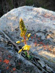 Bulbine alooides