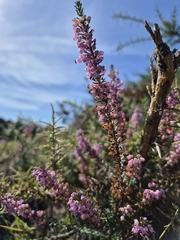Erica vagans, photograph (c) Héctor Ibáñez Cantero, some rights reserved (CC BY)