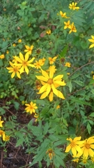 author not stated, no rights reserved Bidens aristosa, photograph author not stated, no rights reserved