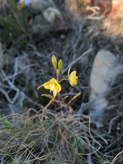 Bulbine alooides