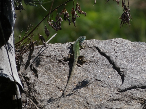 Western Green Lizard