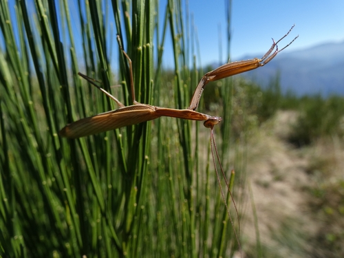 European Mantis