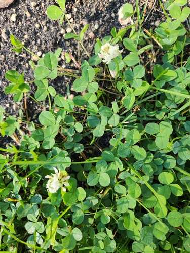 white clover