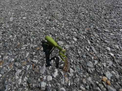 European Mantis