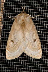 Anthela ochroptera