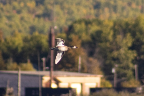 Blue-winged Teal