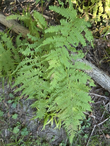 northern lady fern