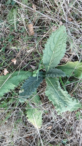 Bull Thistle